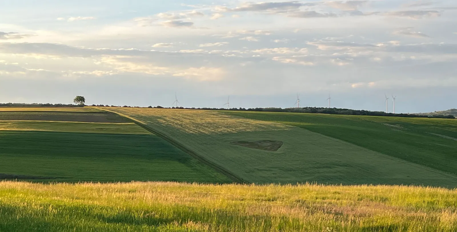 Blick über ein Feld mit Herz – Praxis Martin Geiger