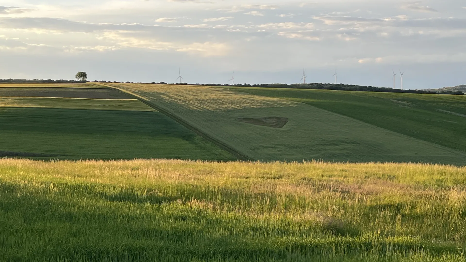 Blick über ein Feld mit Herz – Praxis Martin Geiger