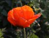 Bild: Nahaufnahme einer orangen Mohnblume